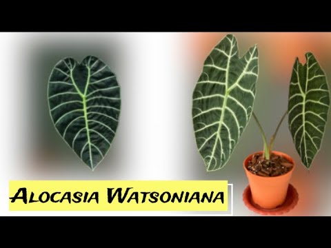 Alocasia Watsoniana(Rare Plant)How To Repot + Care Tips