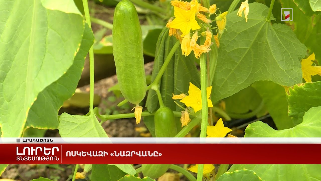 Ոսկեվազի «նազրվանը»