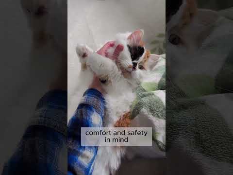 The SUNSTAR QAIS is Hime-chan approved!