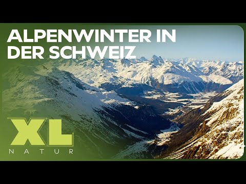 90+ Minuten Schweiz Doku zum Einschlafen | XL Naturdoku