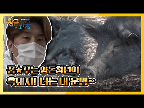 , title : '꿈★꾸는 양돈청년의 흑돼지! 너는 내 운명    KBS 210320 방송'
