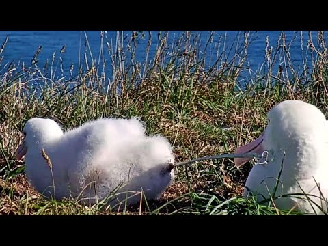Royal Albatross~ Chick pooped on Dad~10:13 am 2021/03/04