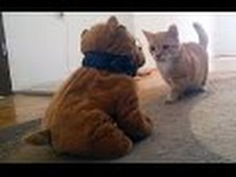Chiens drôles et chats vs peluches - cute videos pet