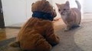 Miniature vidéo