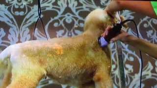 Dog grooming on poodle mix