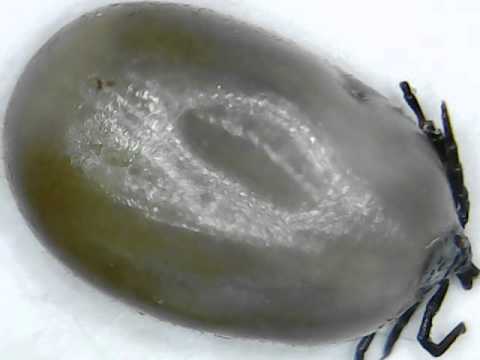 150915: Giant tick captured, alive!