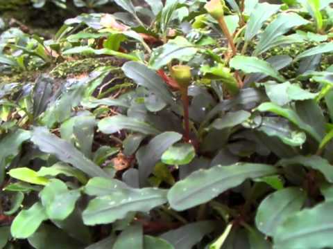 download lagu mp3 mp4 Bucephalandra Sp Sintang West Kalimantan, download lagu Bucephalandra Sp Sintang West Kalimantan gratis, unduh video klip Bucephalandra Sp Sintang West Kalimantan