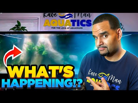 Cloudy Tank? Stop Stressing a Bacterial Bloom