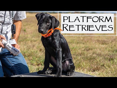 First Step To Steadiness - Retrieving To A Platform