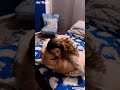 Mehreen Pirzada Gives Good Night Hug To Her Dog Berlin Latest Video
