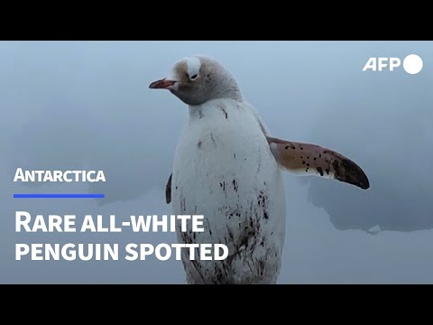 Rare all-white penguin spotted in Antarctica | AFP