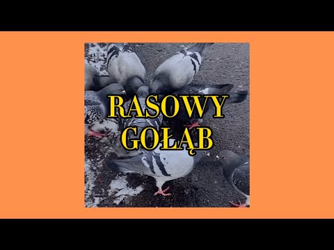 ywiS - Rasowy Gołąb
