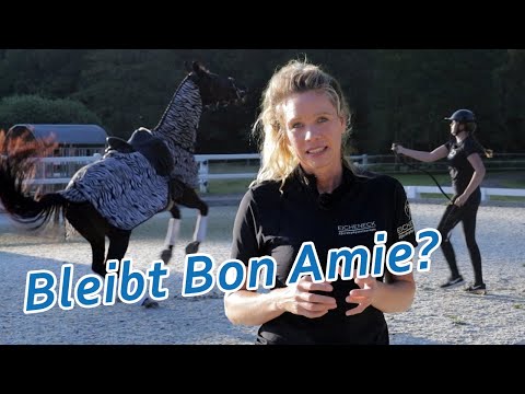 Stute lotet ihre Grenzen aus - Trainerin macht Züchter ein Angebot