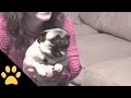 Dog Loves America S Funniest Home Videos