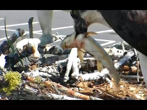 Hellgate ospreys 6 26 17 1121am Louis delivers Iris a live fish