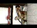 The Shed Incident Found Footage