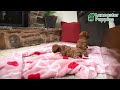 Toy Poodle dogs for sale: Timothy - Video 1
