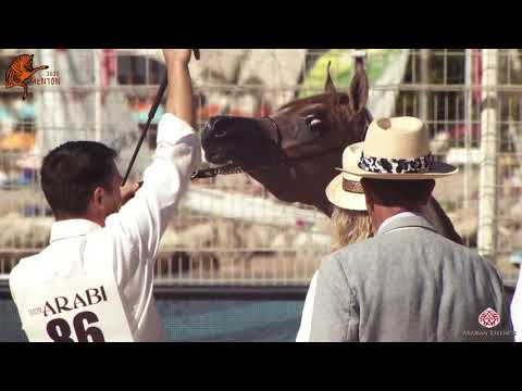 N 86 D FANNAN   2020 Menton Mediterranean and Arab Countries Arabian Horse Championship   Yearling C
