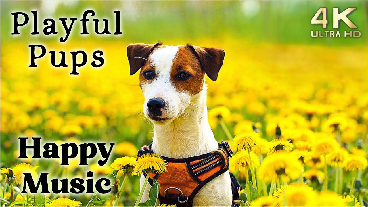 Cute 4K Dogs and Puppy Mood Booster TV Background, Happy Ambient Music Ambience - Upbeat