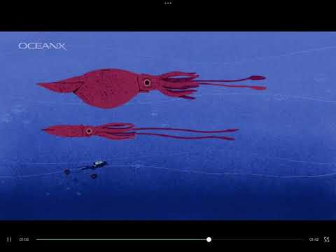 Colossal squid vs great hammerhead shark