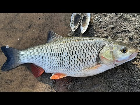 Ostatnia Letnia Zasiadka i Duży Kleń. | Feeder Odra 23.07.2022 | @Pawlus Fishing #472.