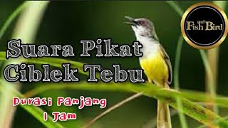 Download lagu pikat ciblek tebu | ciblek ilalang | ciblek rawa | @fishandbird4910 mp3