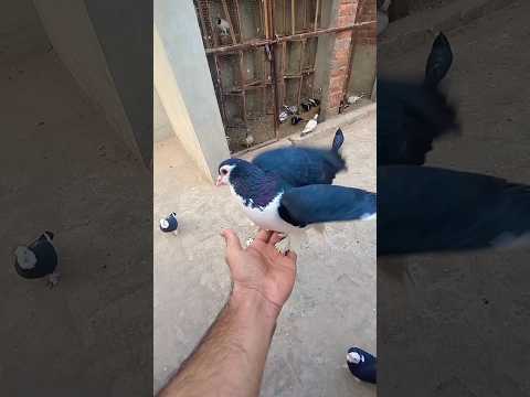 Two Pigeons One Unexpected Landing 💞 || #shorts #shortsfeed #viral #pigeon