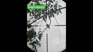 Download lagu hunting burung walik kembang mp3