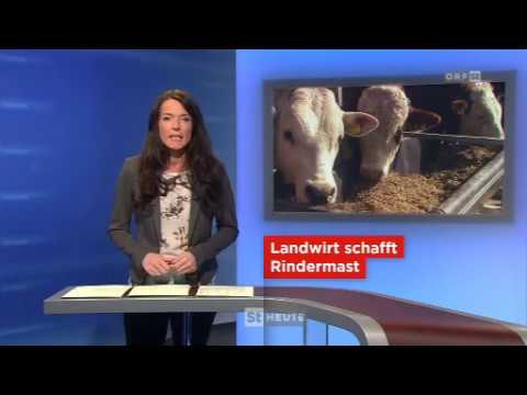 Steirische Landwirtschaft - Rindermast
