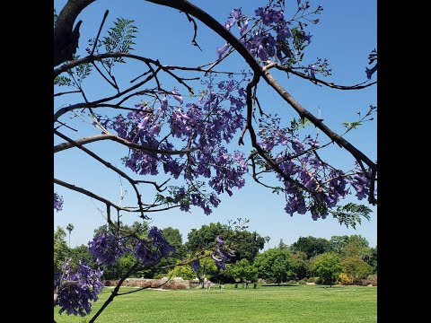 Panis Angelicus Clarinet
