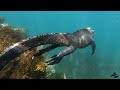 Galapagos Marine Iguana Underwater With AdventureSmith