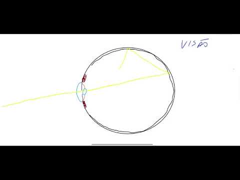 SISTEMA VISUAL 1 ANATOMIA BÁSICA DO OLHO