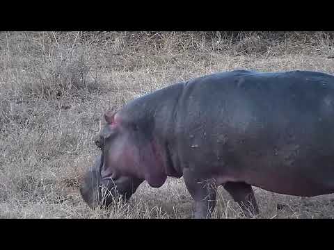 Djuma: Hippo off to graze - 17:47 - 08/21/21