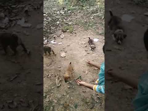 baby dog / found in the road /waiting for the mom