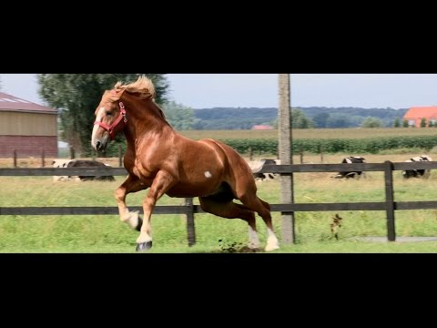 FANS OF FLANDERS - COPYRIGHT FLANDERS: The Flemish Horse