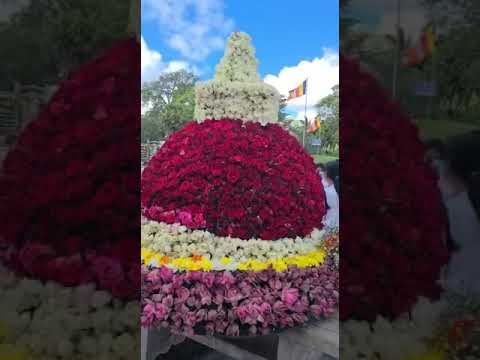 Ruwanwalishaya mal poojawa