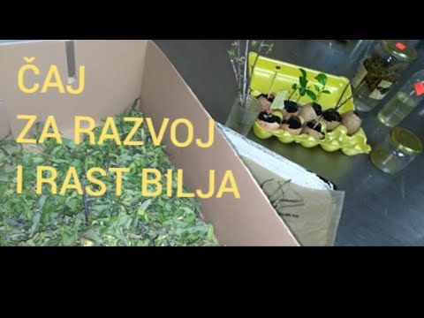 ČAJ VRBE ,HORMONI UKORJENJIVANJA