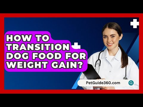 How To Transition Dog Food For Weight Gain? - PetGuide360.com