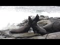 Sea Lions Fighting