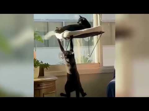 Les animaux rigolos vont faire fondre ton cœur