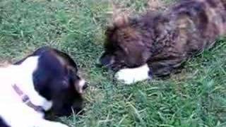 Harold vs Green Beetle