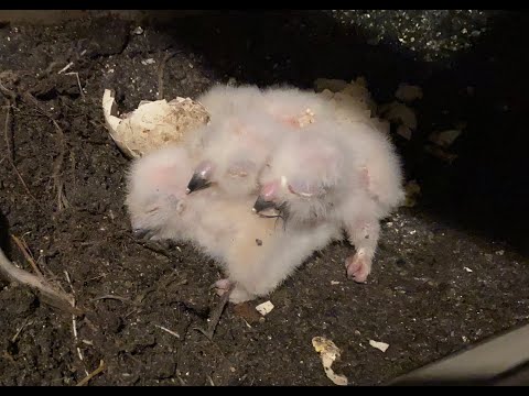 S8 | Giavauna reveals the THREE names of Season 8's newly hatched great horned owlets.