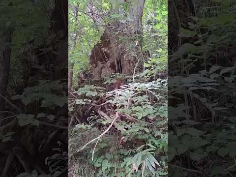 地球上には何本の木がありますか?