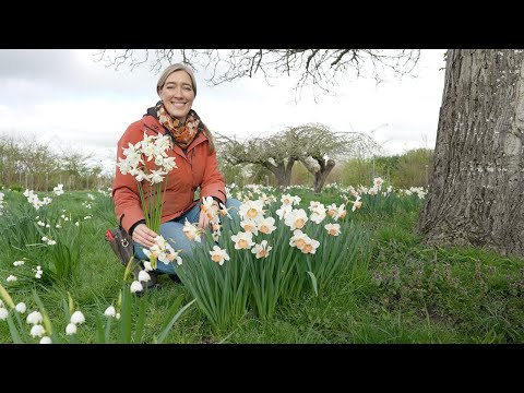 Floret Farm Tour: Daffodils & Narcissus