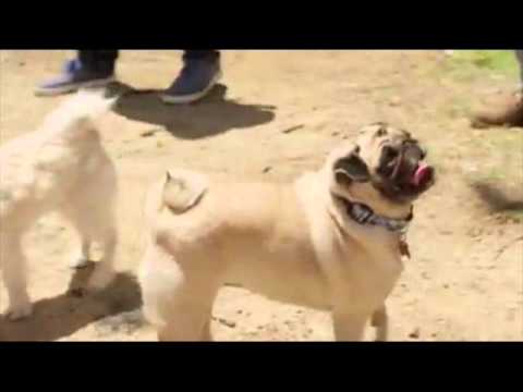 The Bizarre Truth About Purebred Dogs (and Why Mutts Are Better)