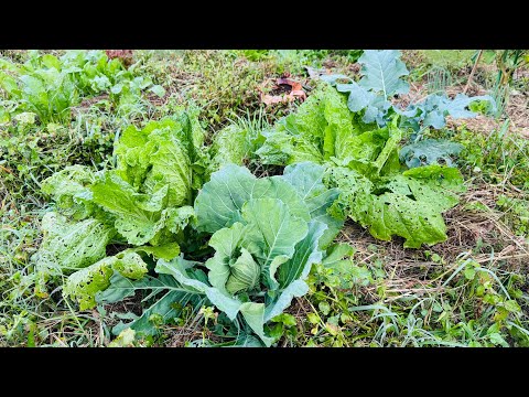 キャベツ虫に対する自然な治療法は何ですか?それらを永久に取り除き、収穫物を保存する4つの方法  庭園