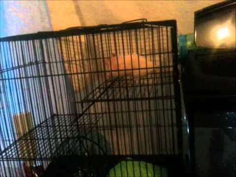 HAMSTER cute stretch after UNDERWATER NAP