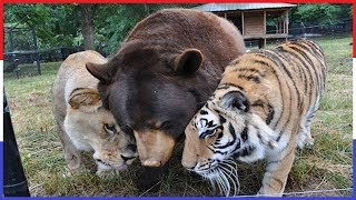 Top 10 Dieren Met Bijzondere Vriendschappen Met Andere Dieren Abonneer hier op TopNL TopNL