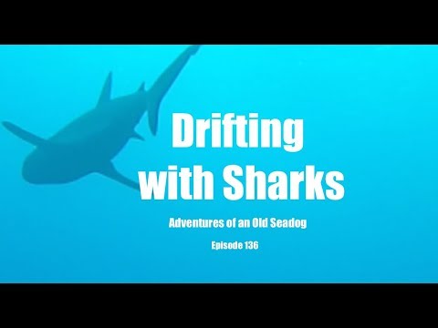 Drifting with Sharks.  Adventures of an Old Seadog, ep136
