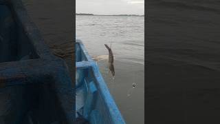 Download lagu 💰Jackpot💰Dabule🎣Koduva💥 #koduvafish #fishinglife #prawncurry #yerithoondil #fishingvideo #viral mp3
